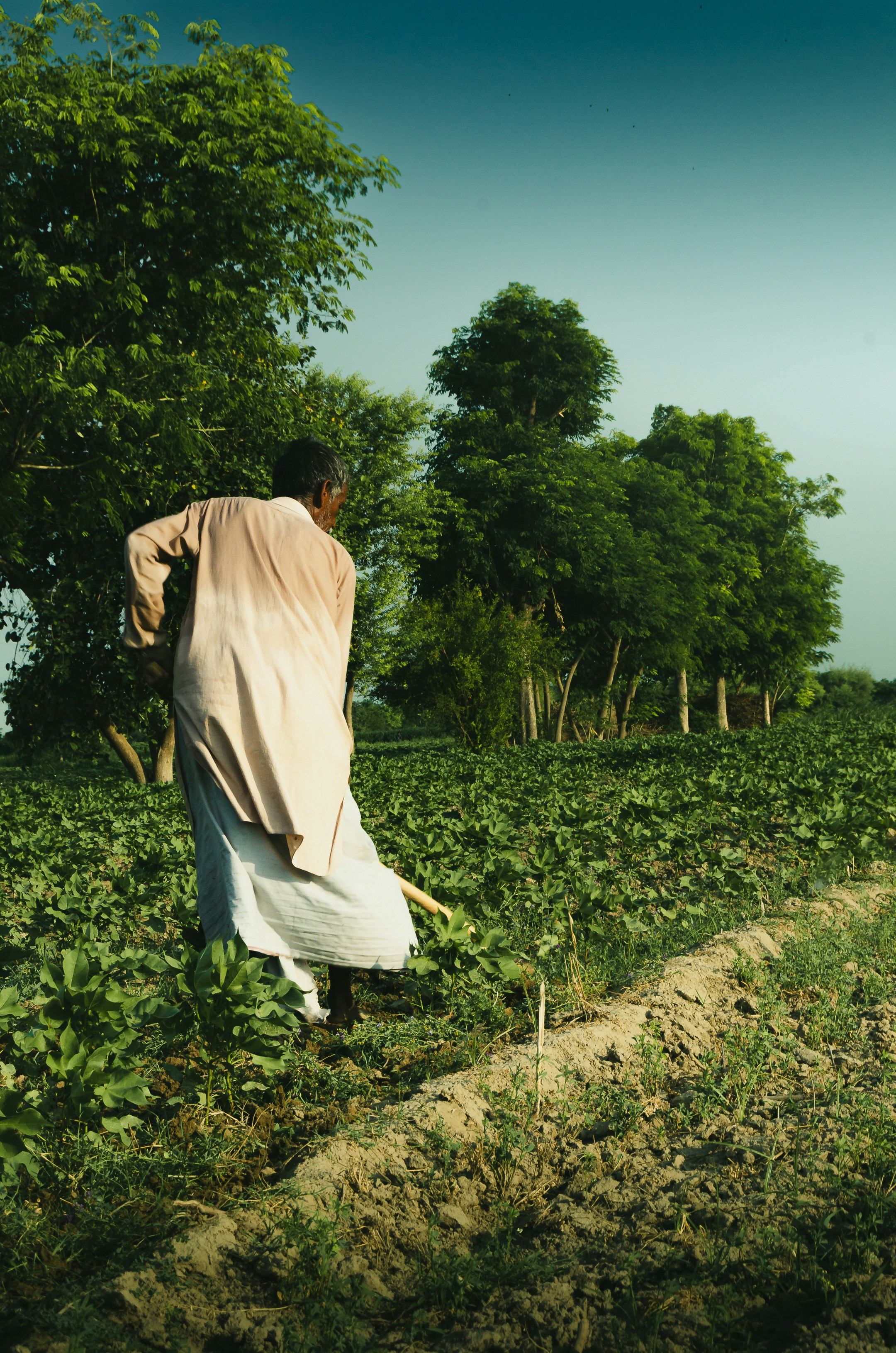 A farmer