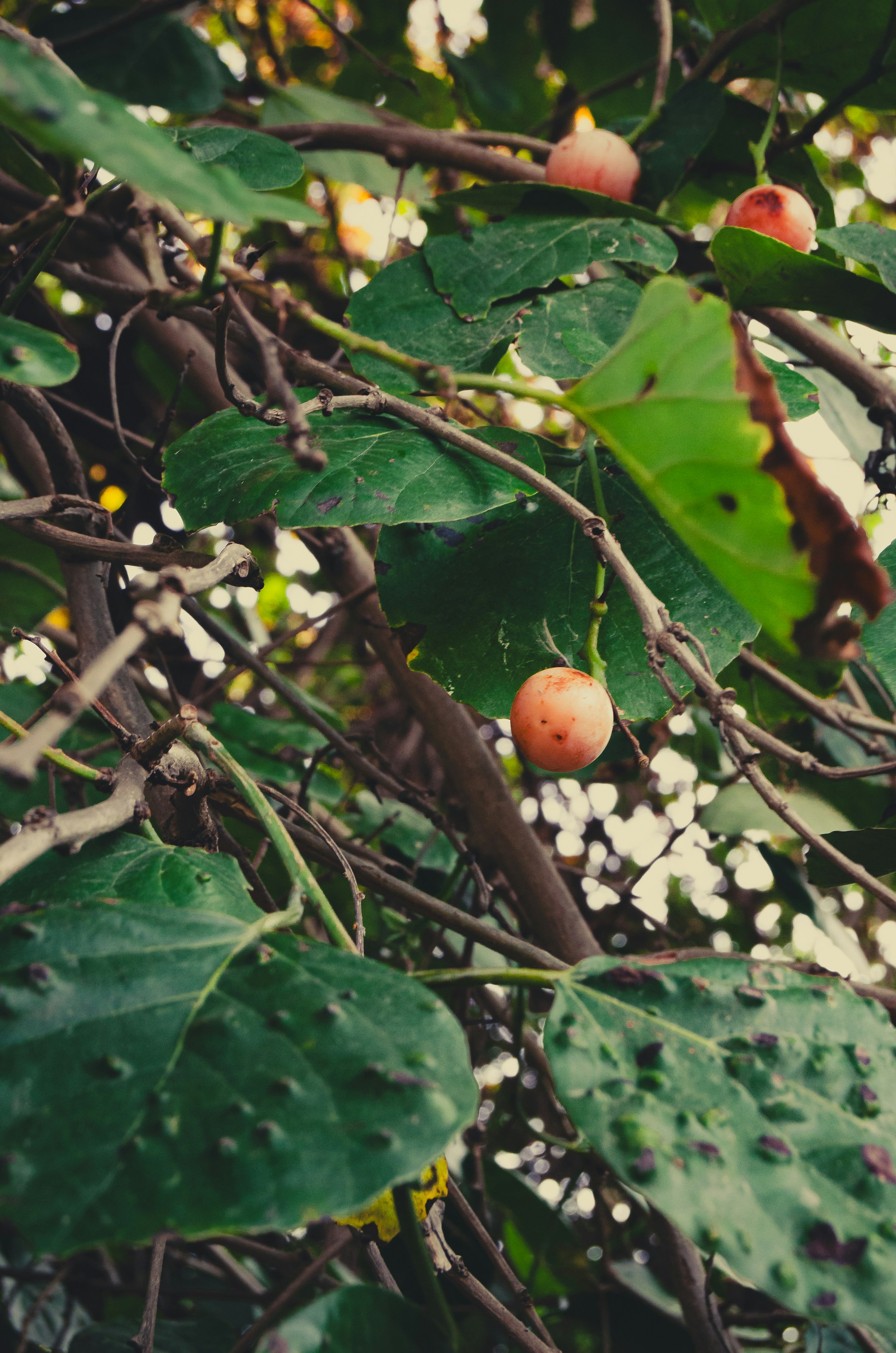 Sebesten Plum