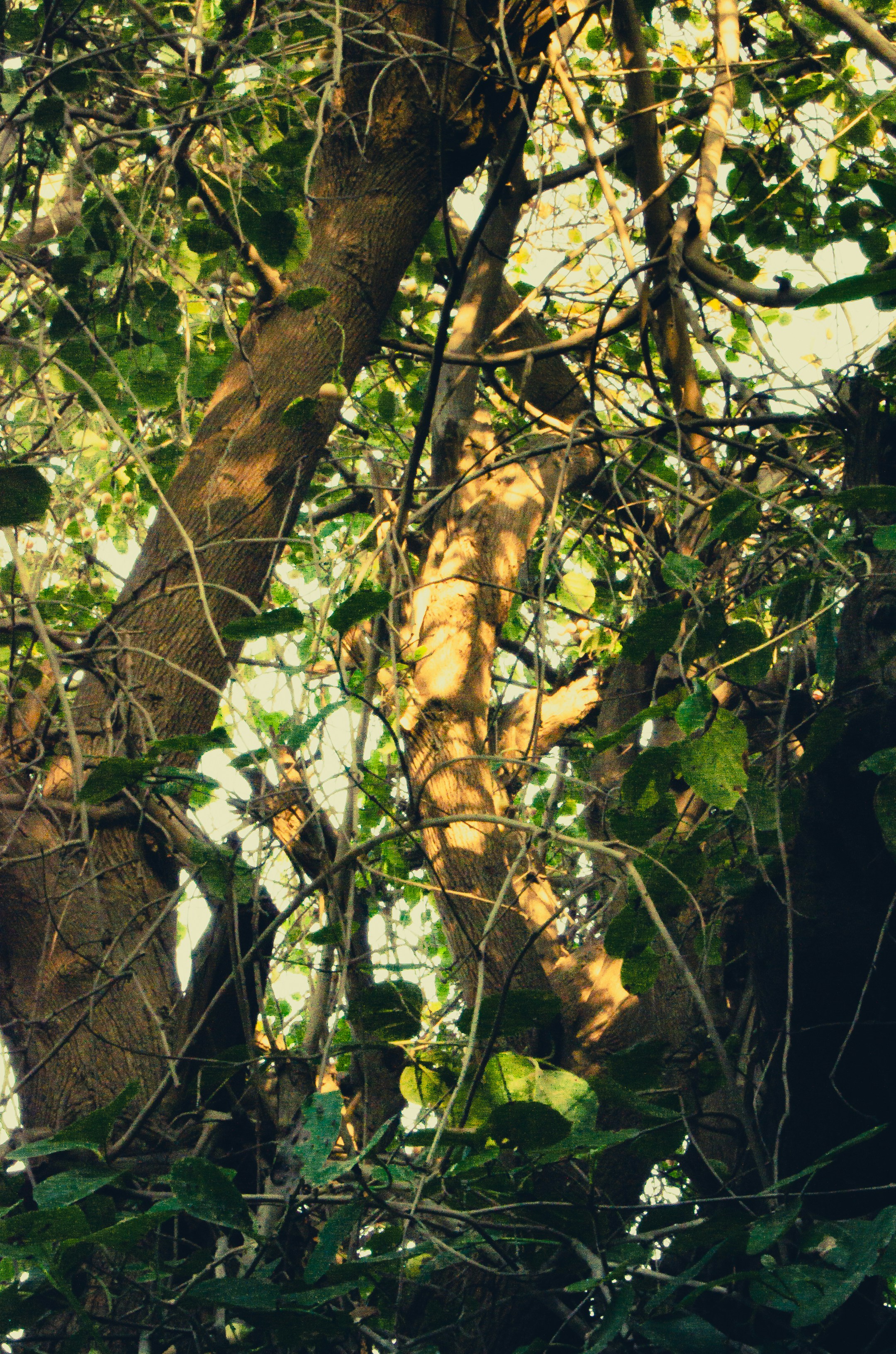 Secret Grove