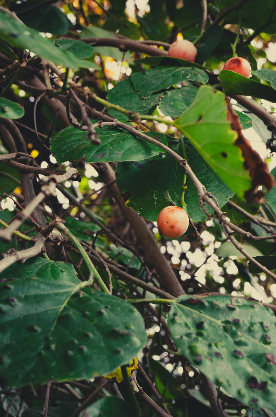 Sebesten Plum